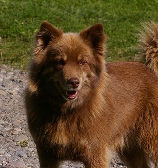 Kastanjetorpets Mocca