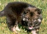 SUCH Kastanjetorpets Arro