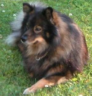 Kastanjetorpets Banjo