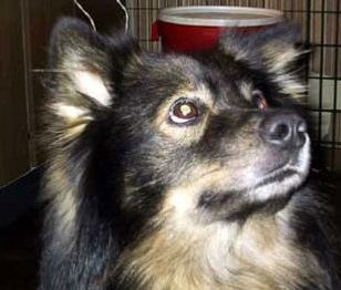 Kastanjetorpets Billi Boy