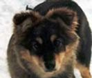 Kastanjetorpets Bella