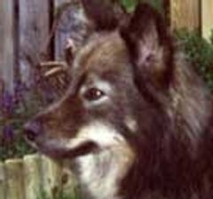 Kastanjetorpets Bonita