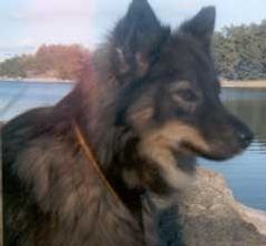 Kastanjetorpets Beauty