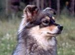 Kastanjetorpets Beauty