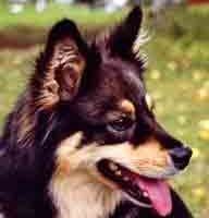 Kastanjetorpets Bessie