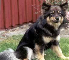 Kastanjetorpets Bianca