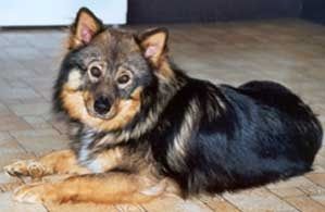 Kastanjetorpets Chaco