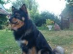 Kastanjetorpets Chaval