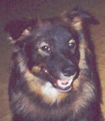 Kastanjetorpets Charro