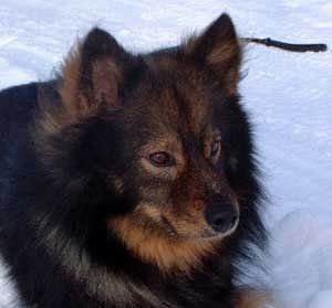 Kastanjetorpets Chappo