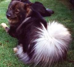 Kastanjetorpets Charlie