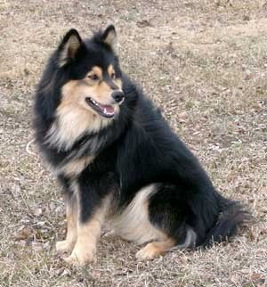 Kastanjetorpets Diego