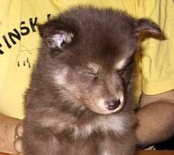 Kastanjetorpets Dallas