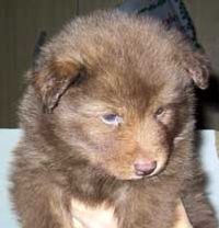 Kastanjetorpets Denver