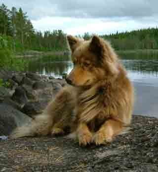 Kastanjetorpets Dakota