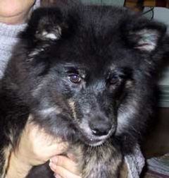Kastanjetorpets Dezzy