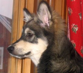 Kastanjetorpets Ekky