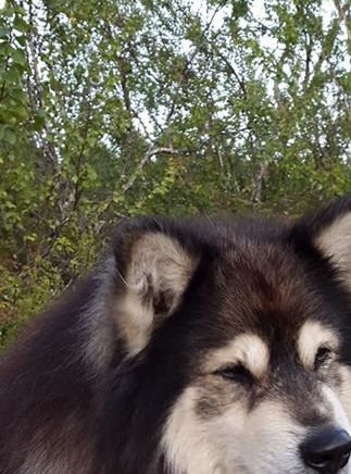 Kastanjetorpets Eyrak