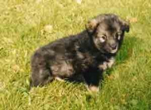 Kastanjetorpets Eyra