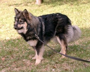 Kastanjetorpets Ezmeralda