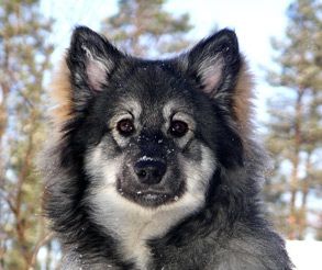 Kastanjetorpets Esperanza