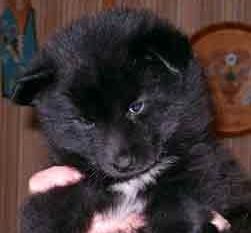 Kastanjetorpets Flash