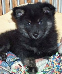 Kastanjetorpets Figo