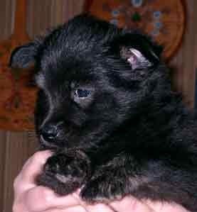 Kastanjetorpets Fayo