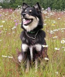 Kastanjetorpets Figaro