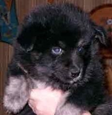 Kastanjetorpets Fonzie