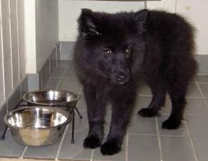 Kastanjetorpets Fixxie
