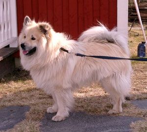Fjällfarmens Jarov