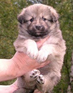 Kastanjetorpets Girjak