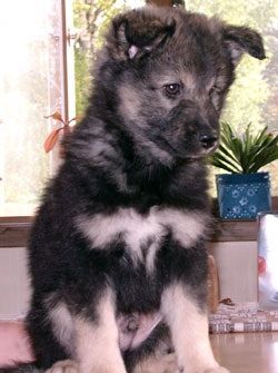 Kastanjetorpets Ganzy