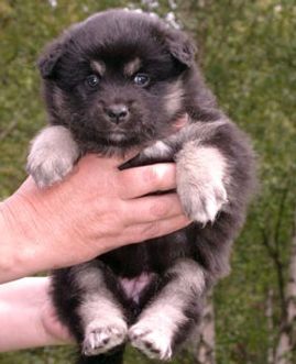 Kastanjetorpets Ginny