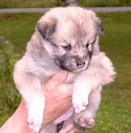 Kastanjetorpets Geyra