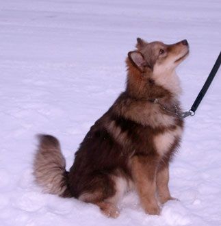 Kastanjetorpets Hurry