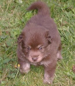Kastanjetorpets Heyrak