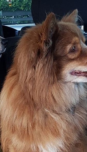 Kastanjetorpets Haykko