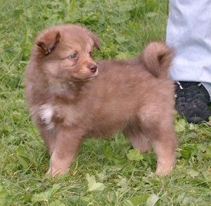 Kastanjetorpets Heykke