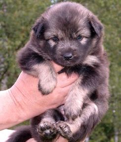 Kastanjetorpets Haikki