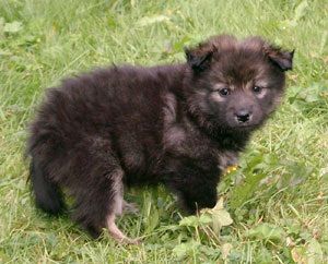 Kastanjetorpets Heyra