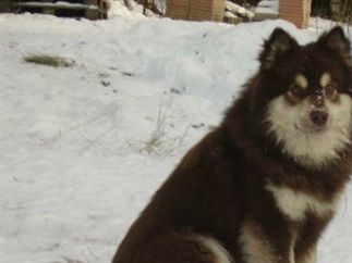 Kastanjetorpets Isakkki
