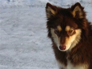 Kastanjetorpets Inna