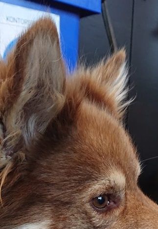 Kastanjetorpets Jinda Lee