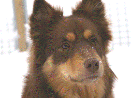 Kastanjetorpets Janica Kostelic