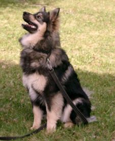 Kastajetorpets Ezmeralda