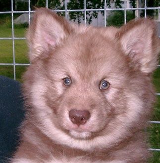 Kastanjetorpets Konjac