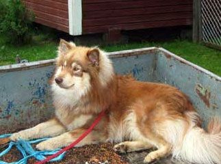Kastanjetorpets Kabby