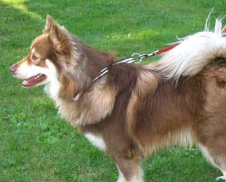Kastanjetorpets Keikko